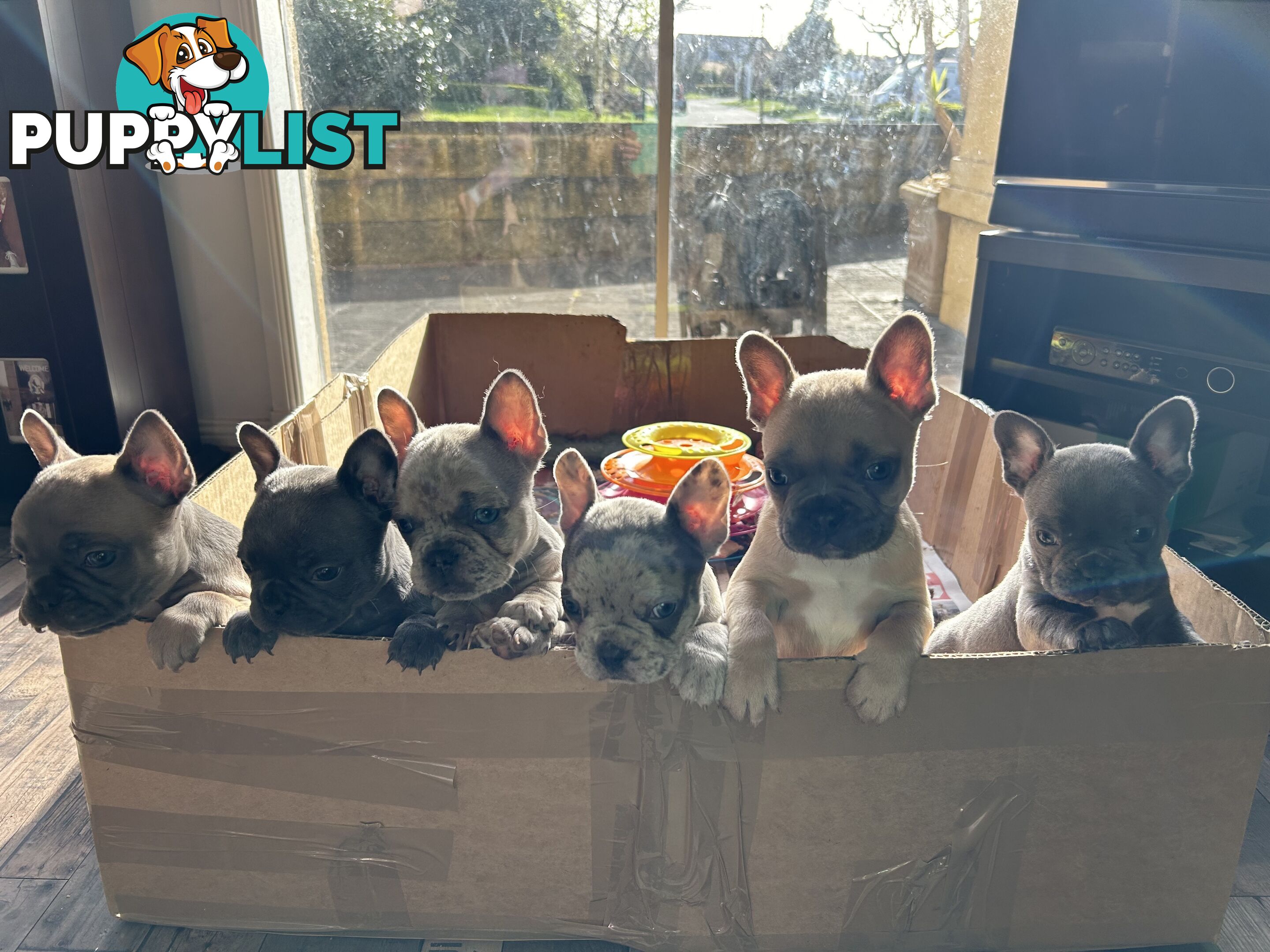 PUREBRED FRENCH BULLDOGS