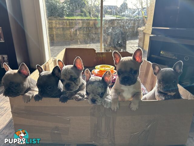 PUREBRED FRENCH BULLDOGS