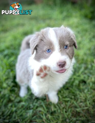 Lilac border collie puppies