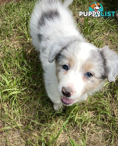 Border collie puppies