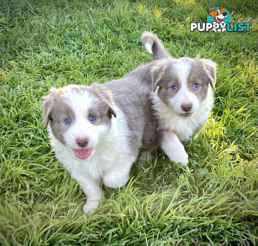 Lilac border collie puppies