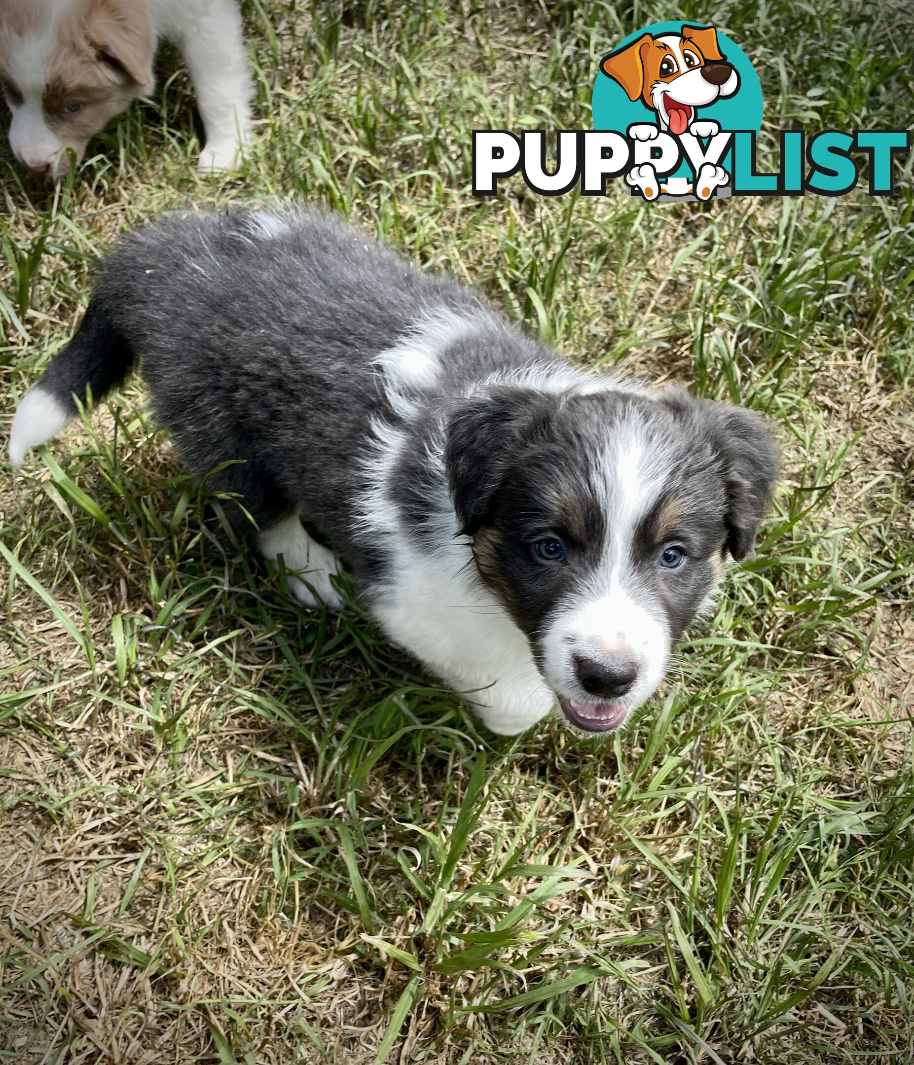 REDUCED - Purebred border collie puppies