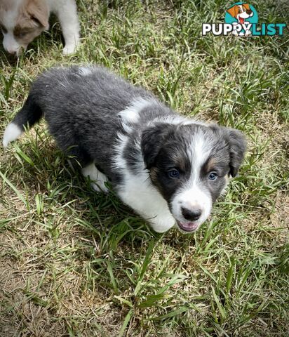 REDUCED - Purebred border collie puppies