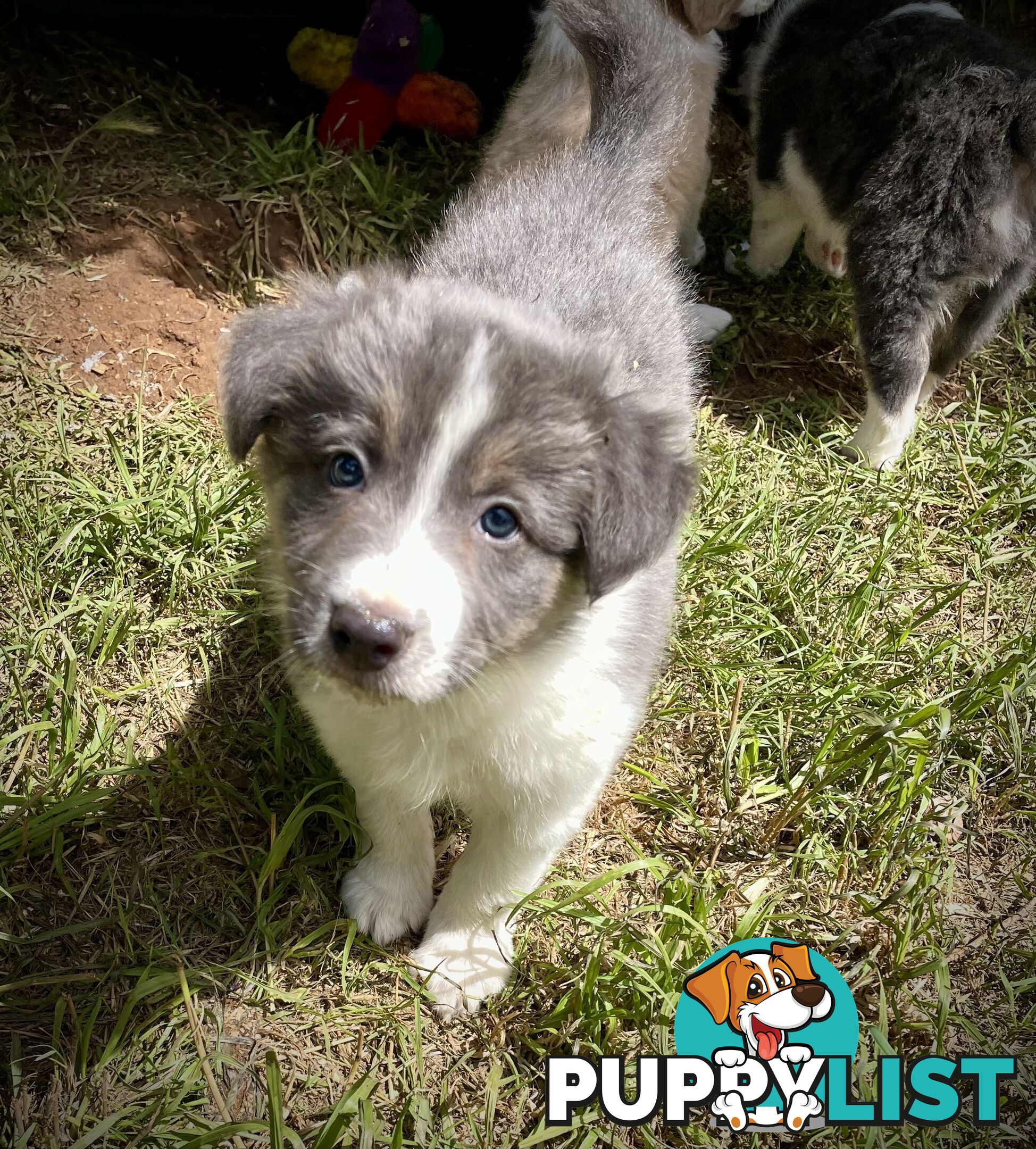 REDUCED - Purebred border collie puppies