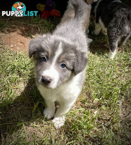 REDUCED - Purebred border collie puppies