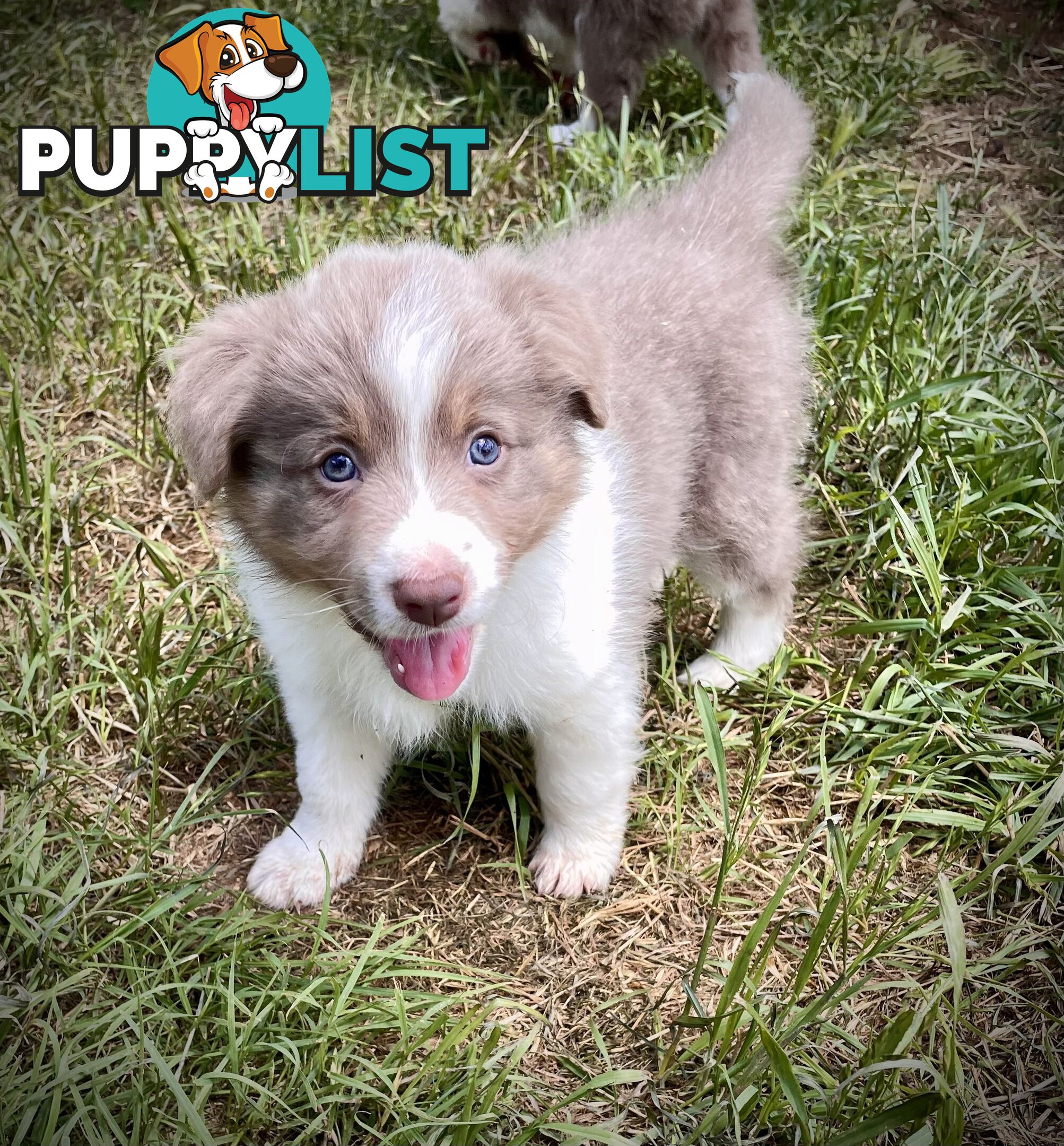 REDUCED - Purebred border collie puppies