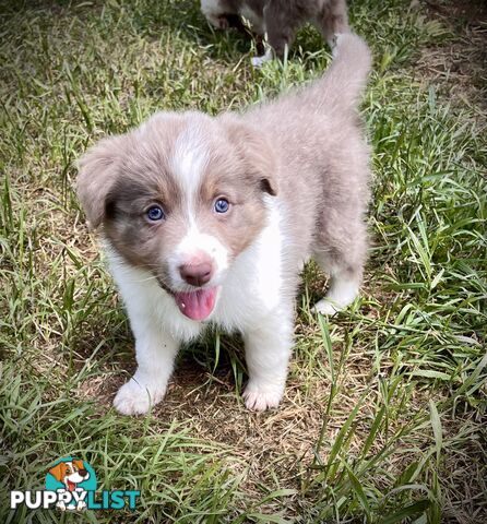 REDUCED - Purebred border collie puppies