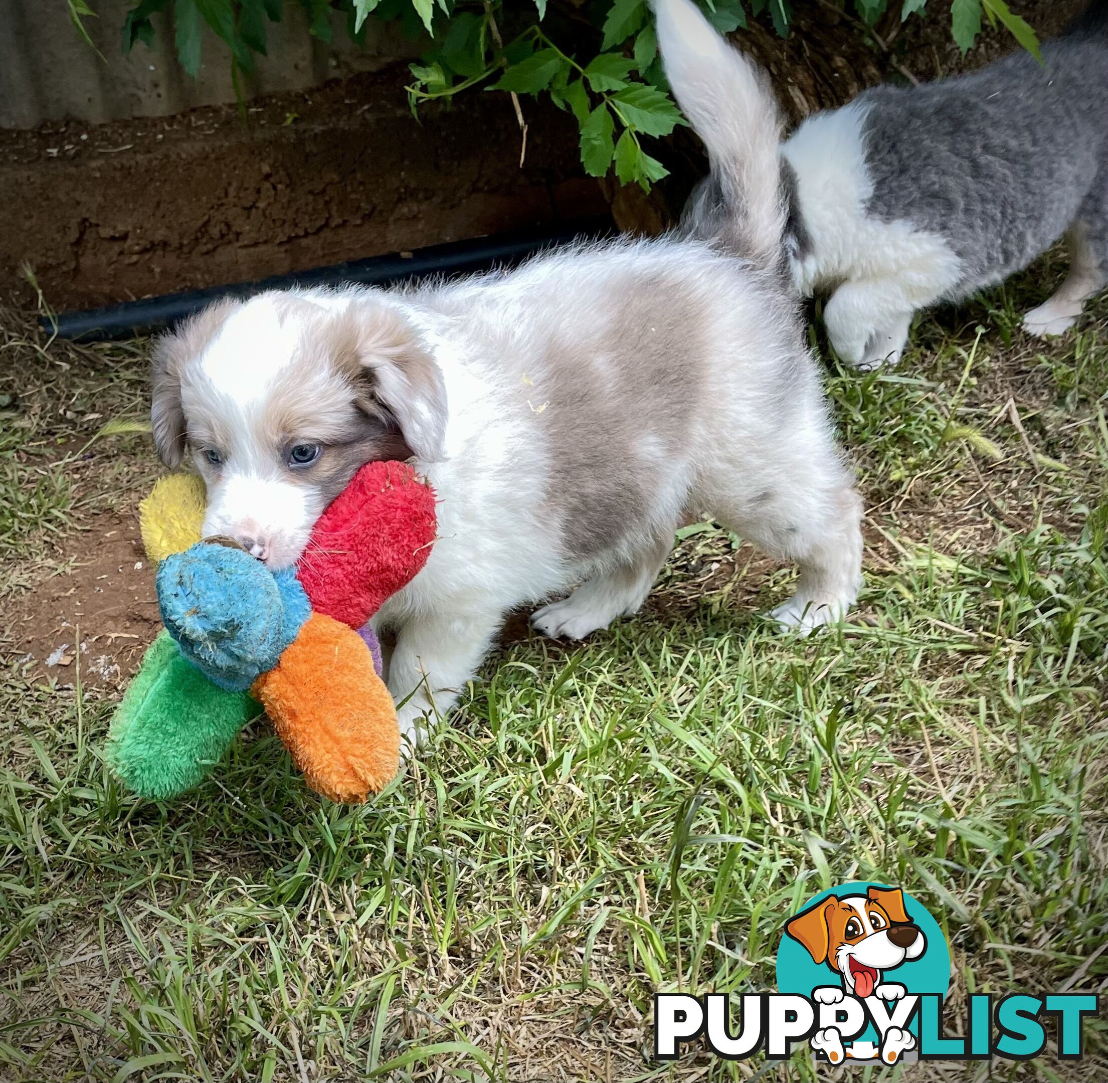 REDUCED - Purebred border collie puppies