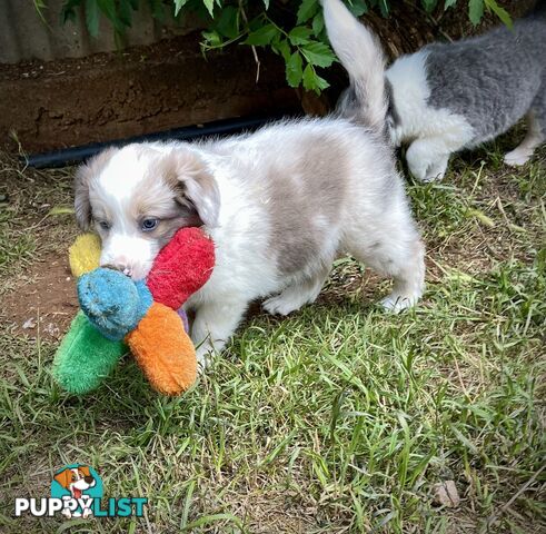 REDUCED - Purebred border collie puppies