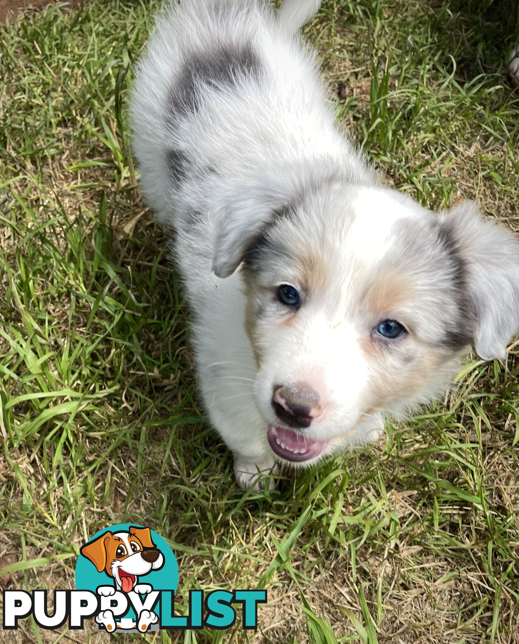 REDUCED - Purebred border collie puppies