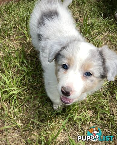 REDUCED - Purebred border collie puppies