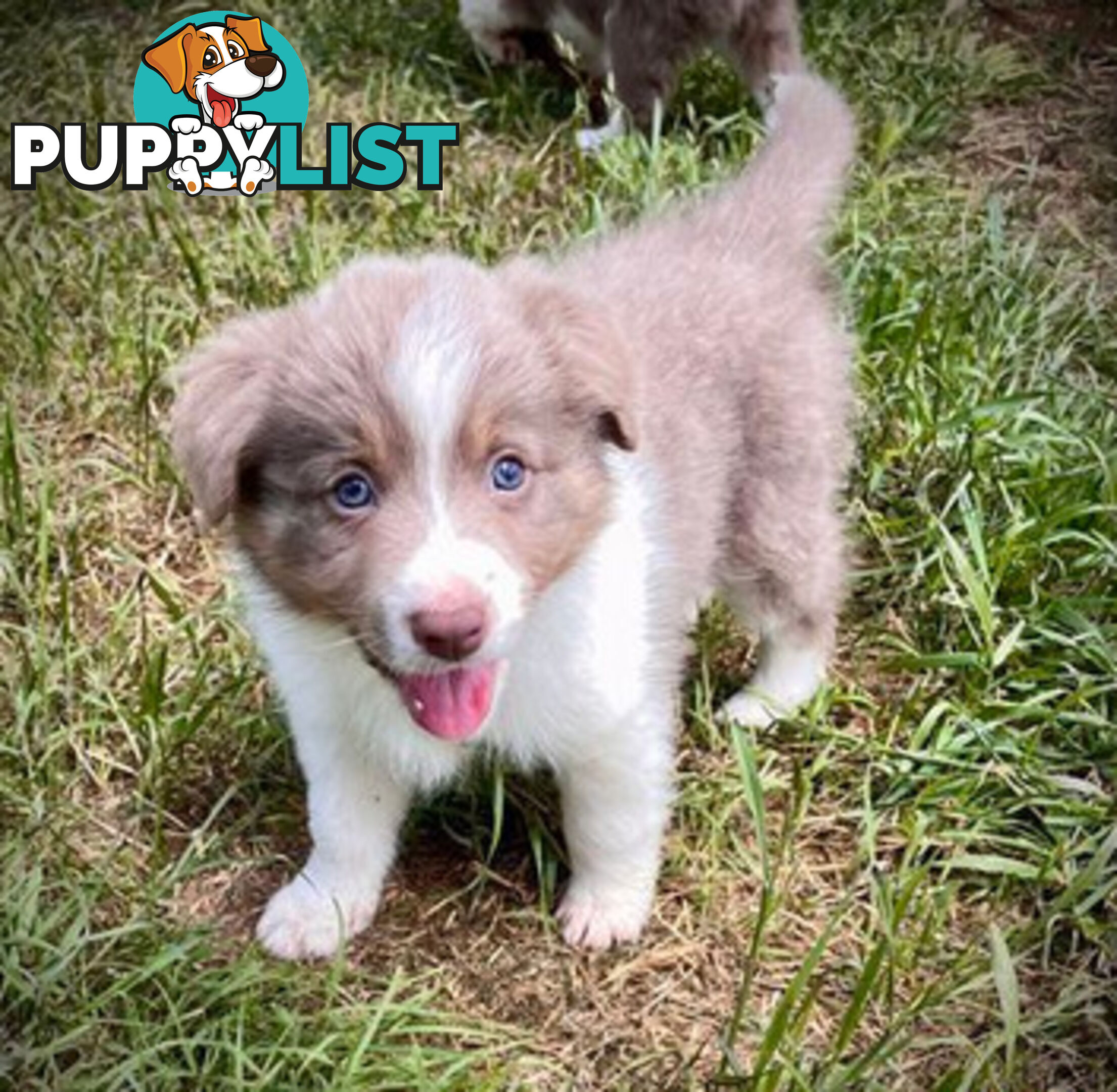 REDUCED - Purebred border collie puppies