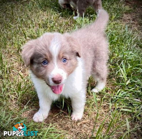 REDUCED - Purebred border collie puppies