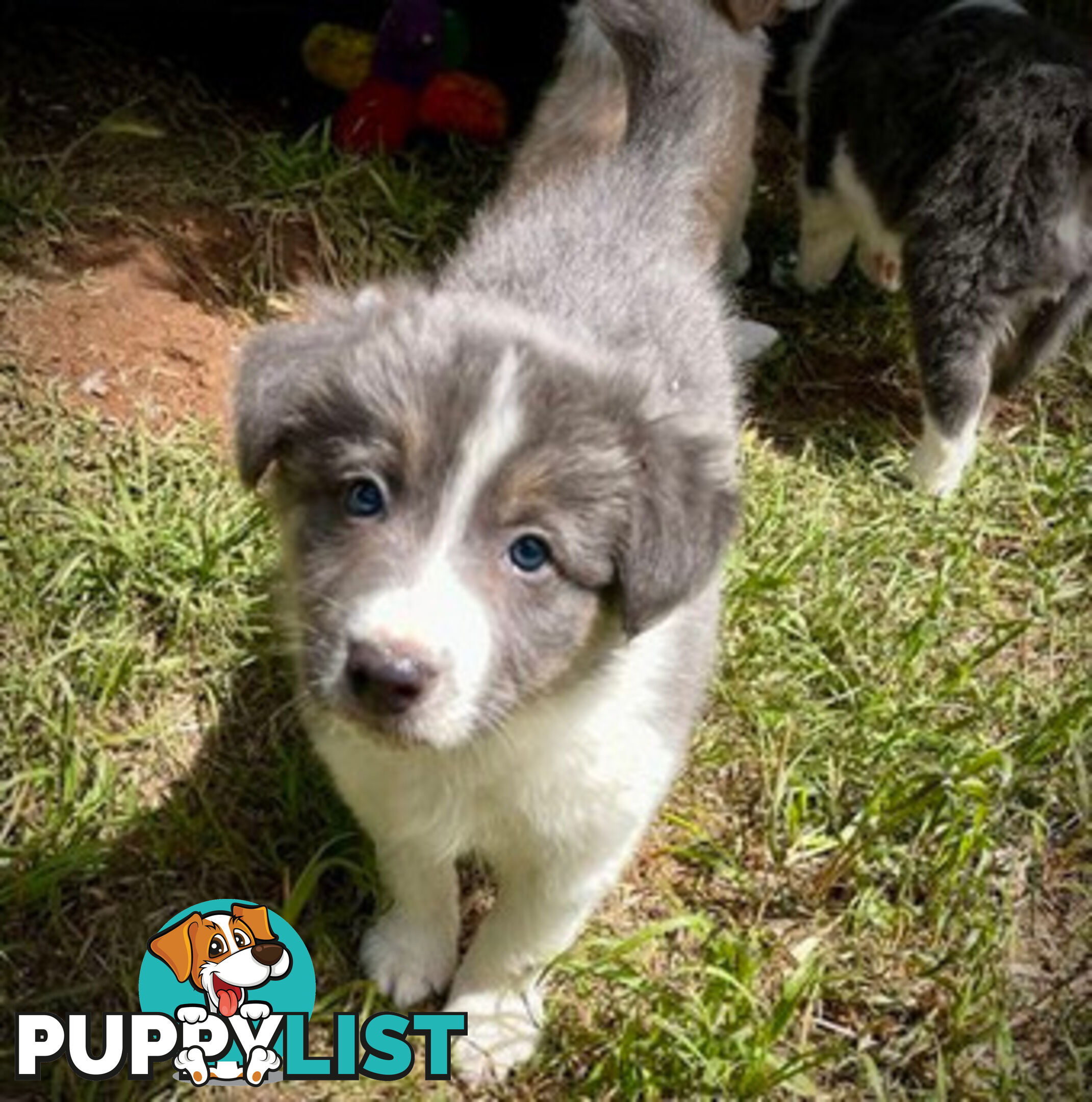 REDUCED - Purebred border collie puppies