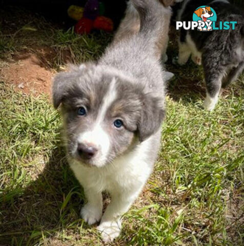 REDUCED - Purebred border collie puppies