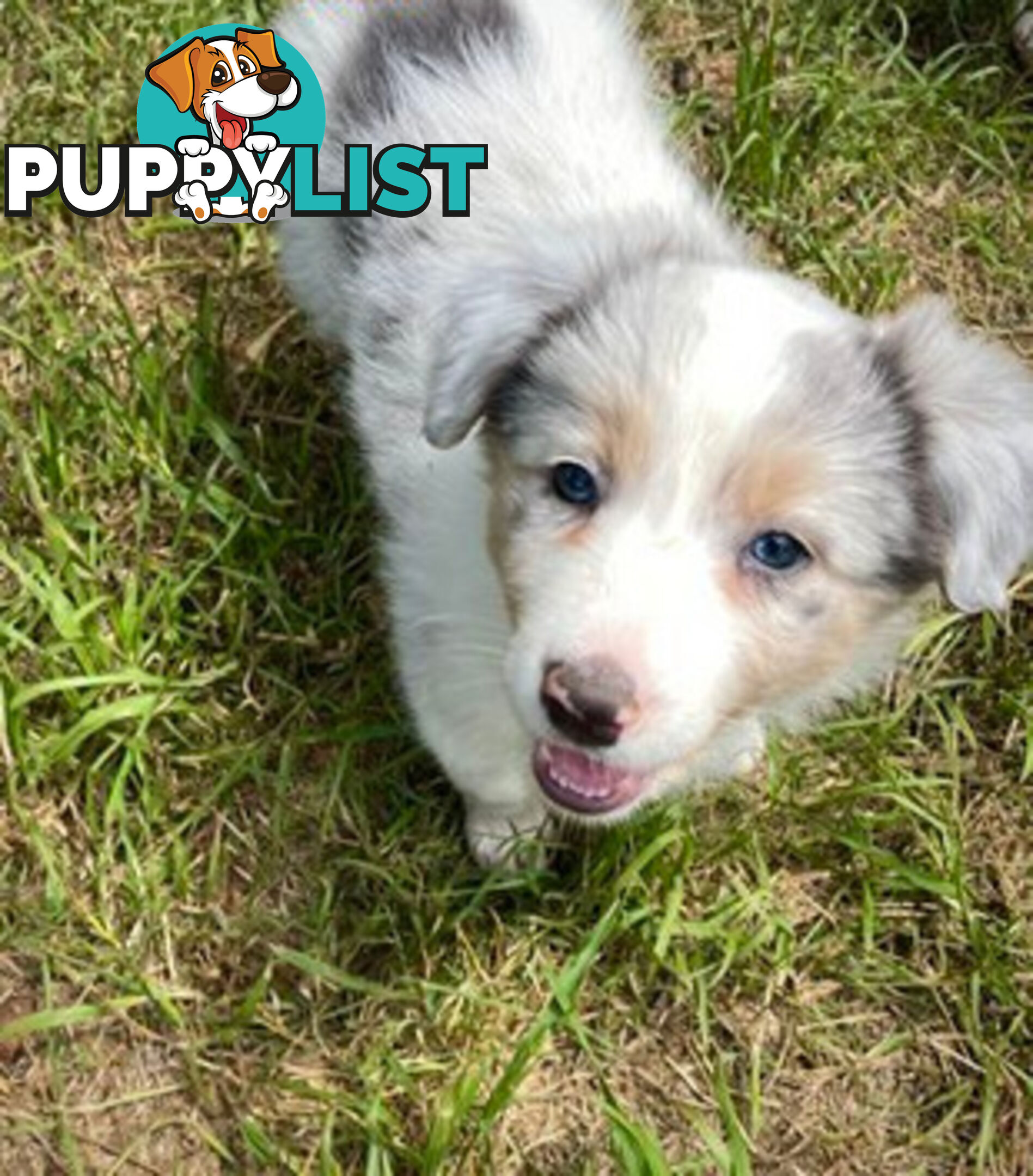 REDUCED - Purebred border collie puppies