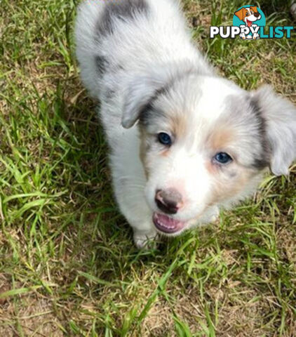 REDUCED - Purebred border collie puppies