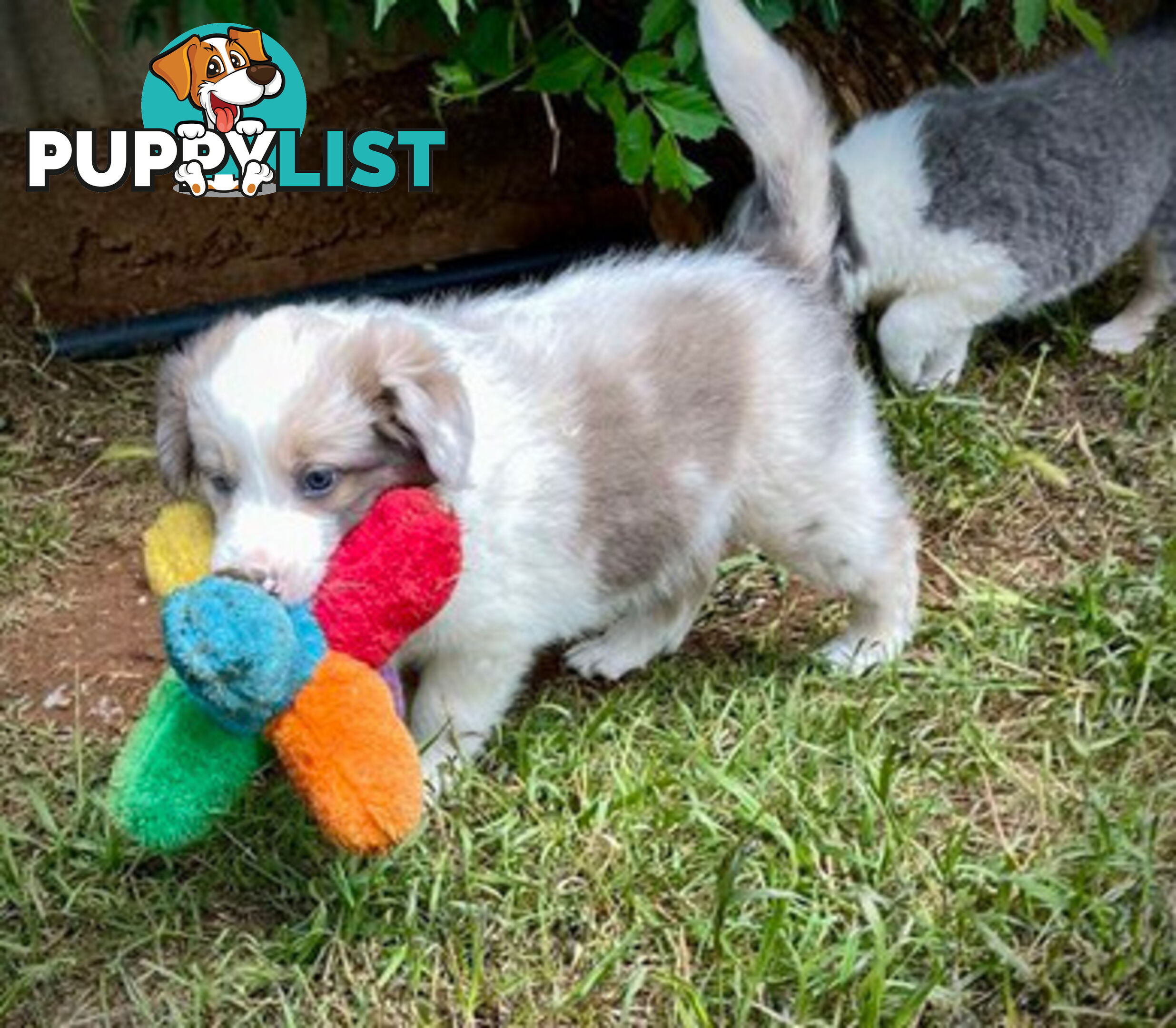 REDUCED - Purebred border collie puppies