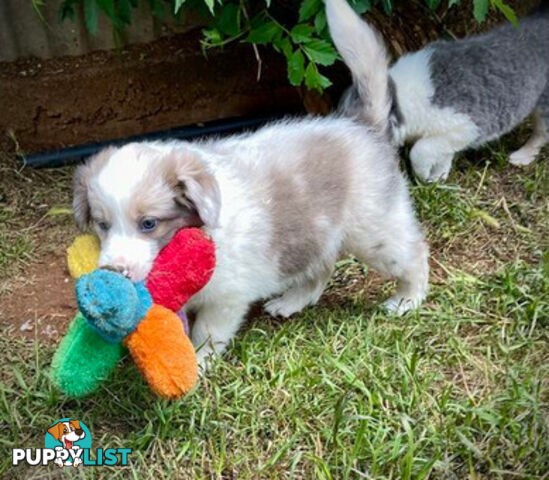 REDUCED - Purebred border collie puppies