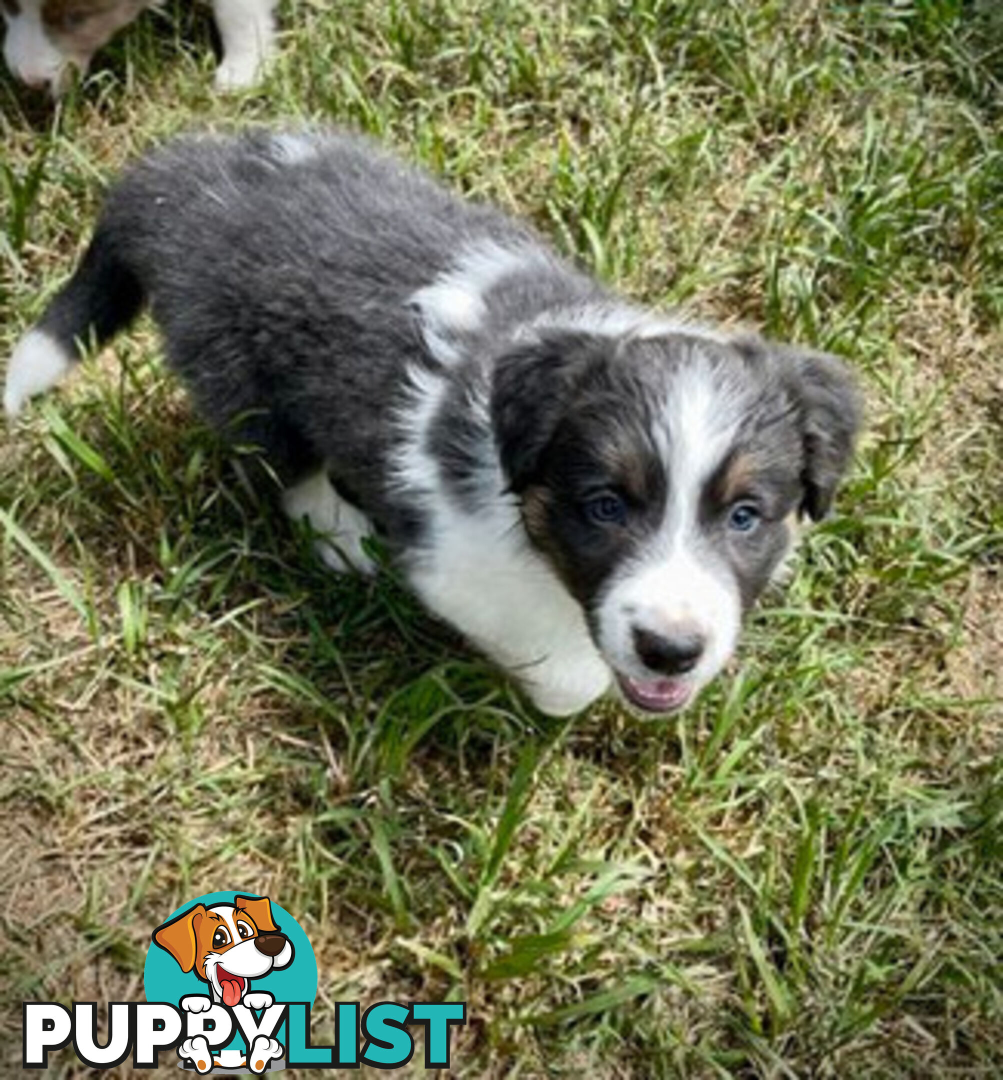 REDUCED - Purebred border collie puppies