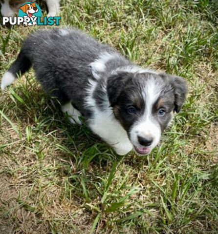 REDUCED - Purebred border collie puppies