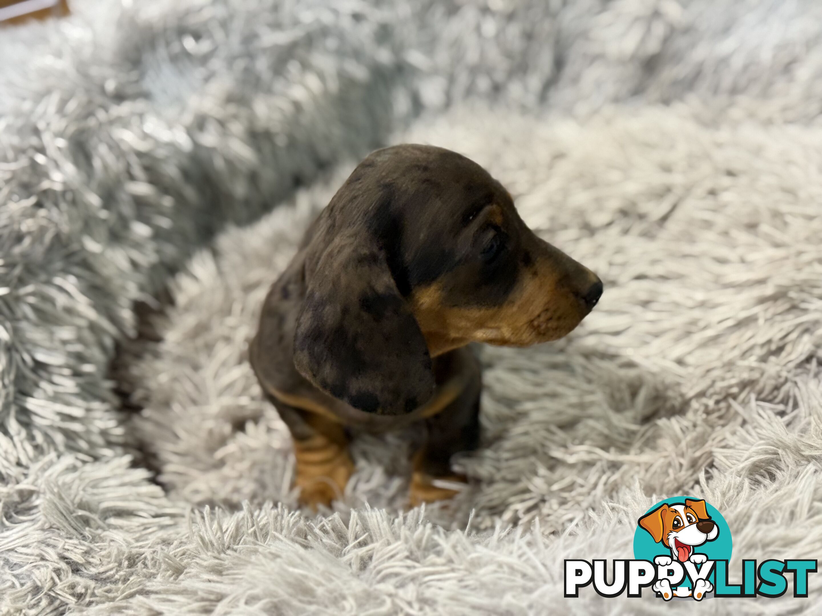 Mini Dachshund Puppies