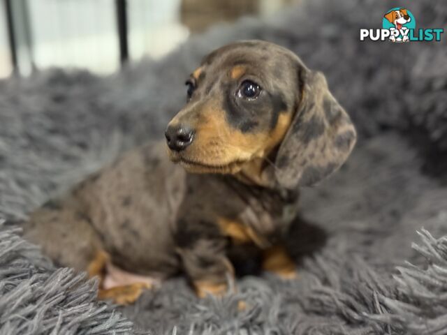 Mini Dachshund Puppies