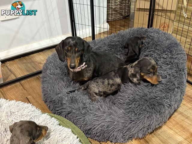 Mini Dachshund Puppies