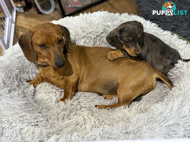 Mini Dachshund Puppies