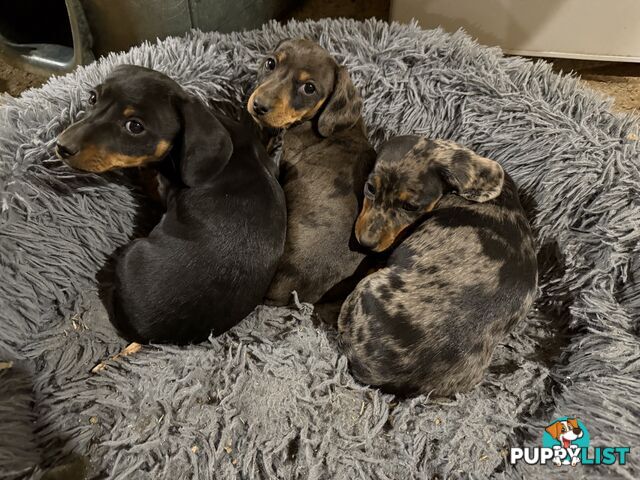Mini Dachshund Puppies