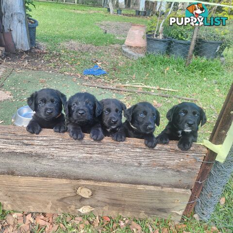 Labradoodle X Pupps