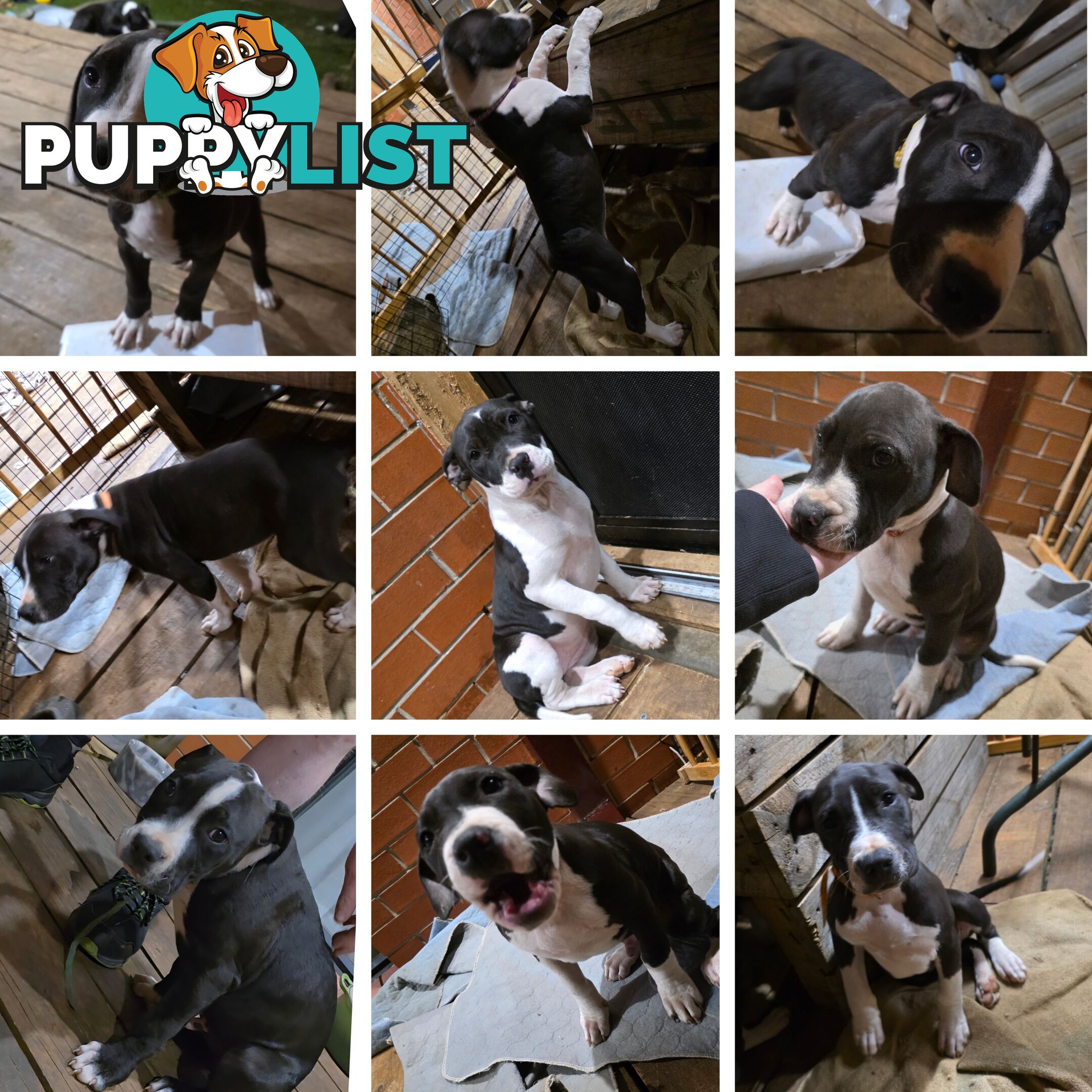 American staffy puppies
