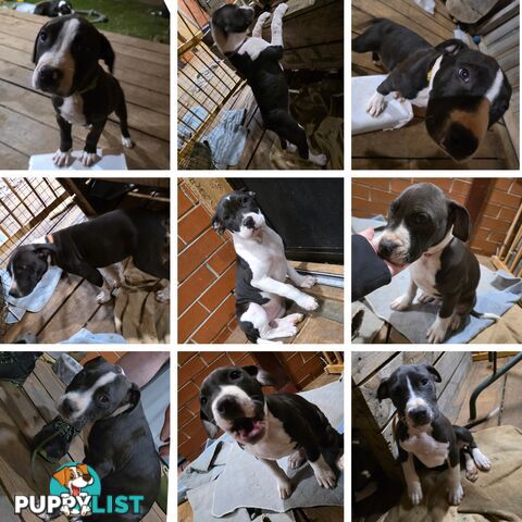 American staffy puppies