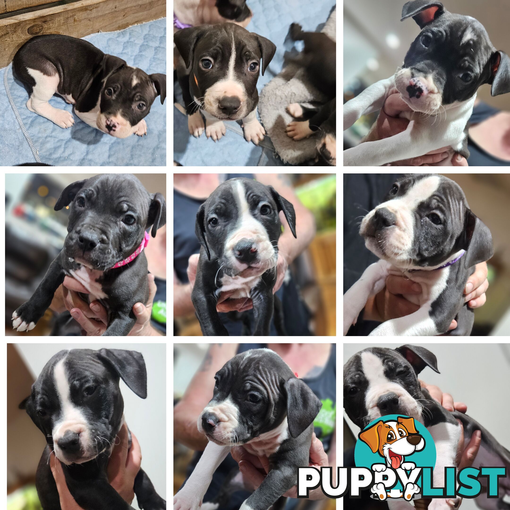 American staffy puppies