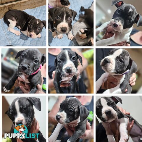 American staffy puppies
