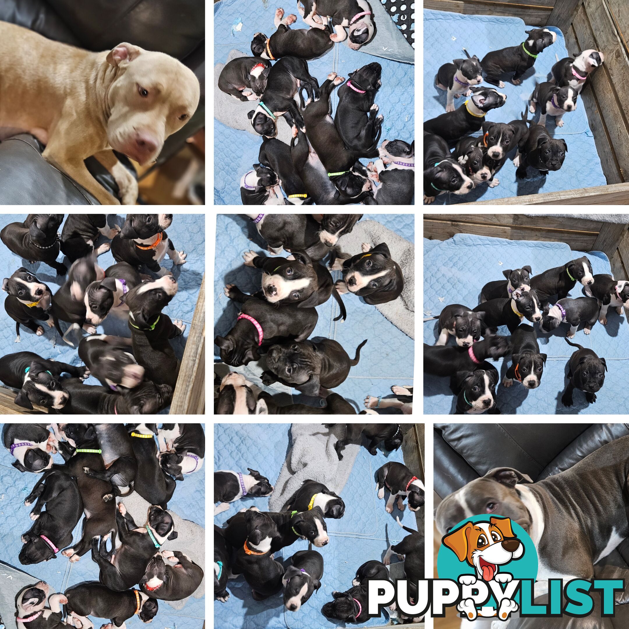 American staffy puppies
