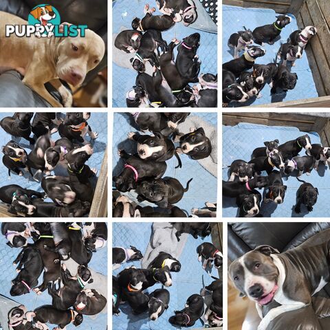 American staffy puppies