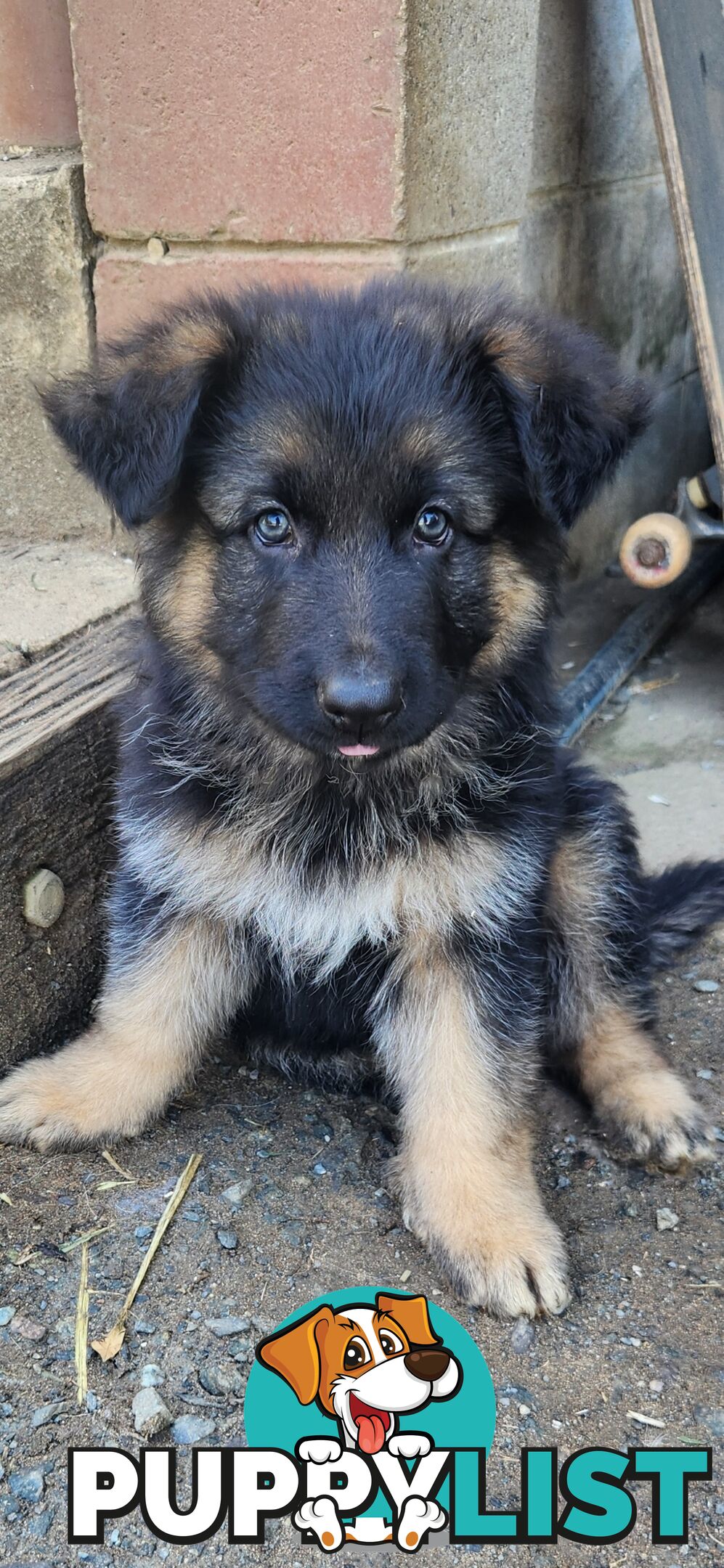 Long coat German shepherds male pups