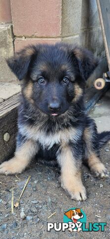 Long coat German shepherds male pups