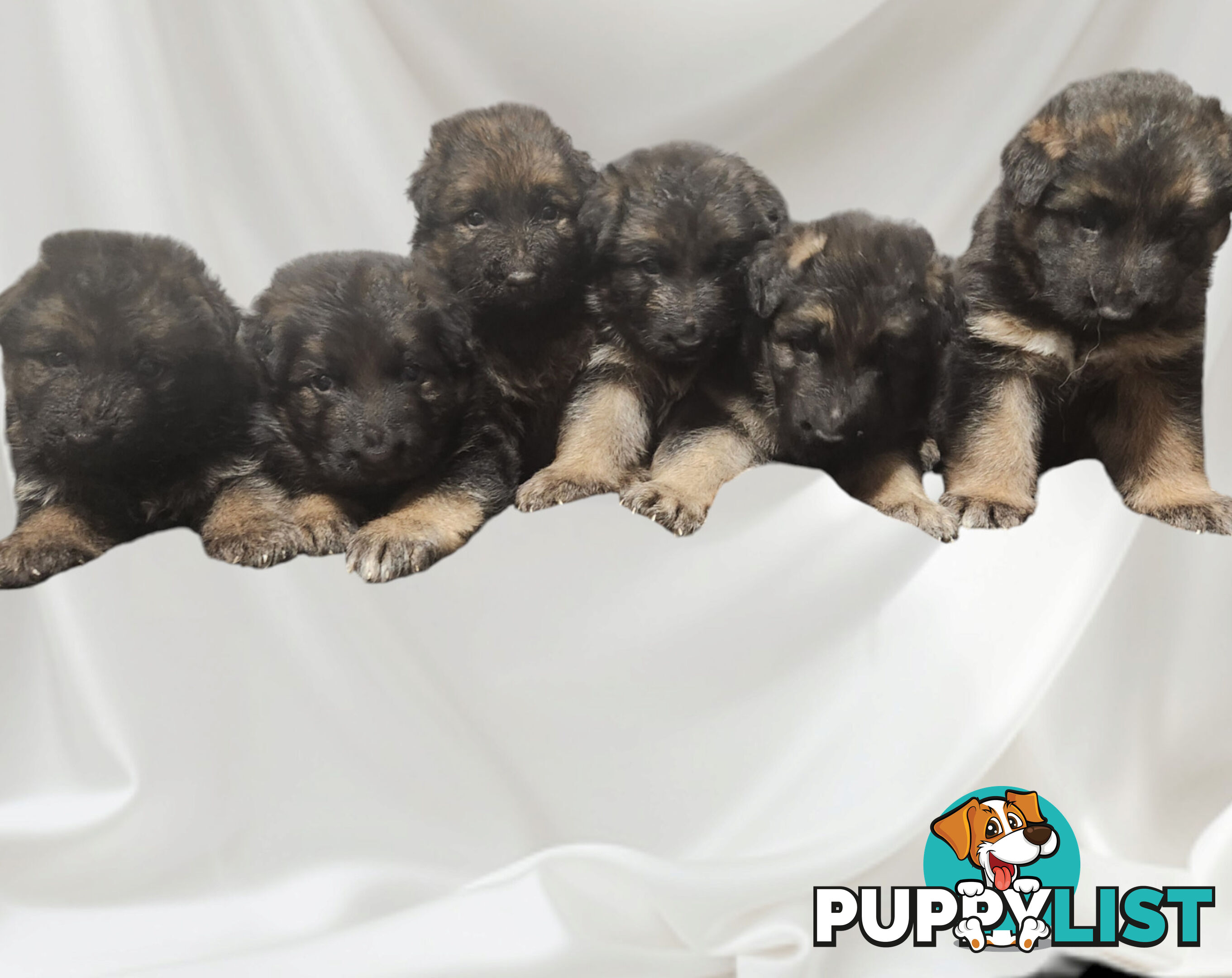 Long coat German shepherds male pups