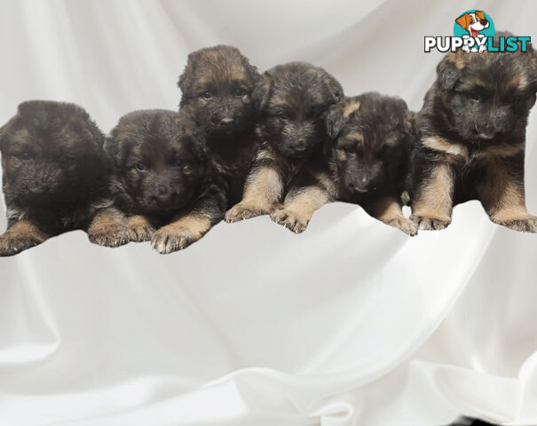 Long coat German shepherds male pups