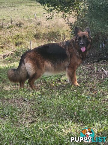 Long coat German shepherds male pups