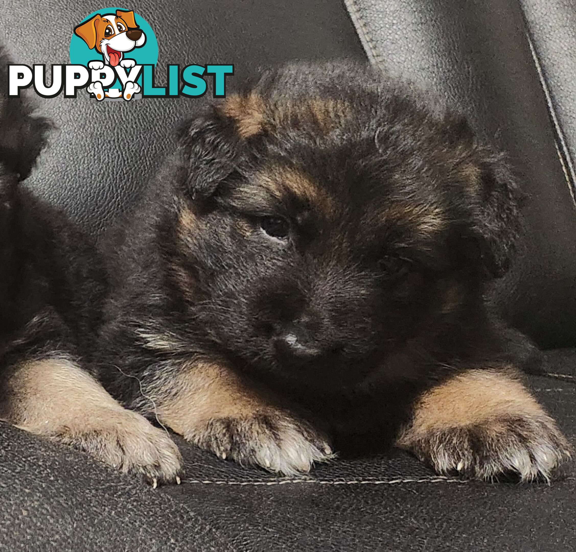 Long coat German shepherds male pups