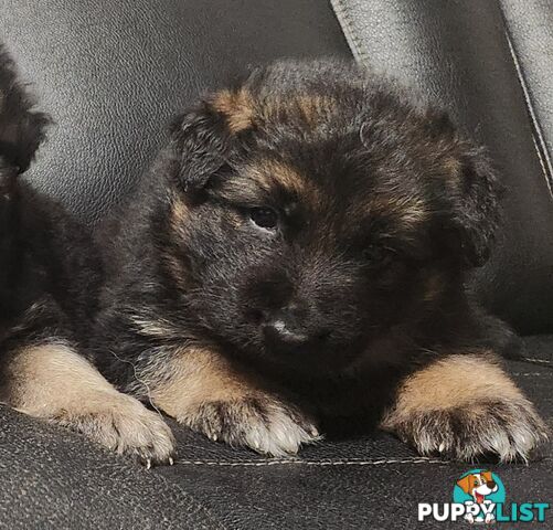 Long coat German shepherds male pups