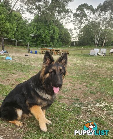 Long coat German shepherds male pups