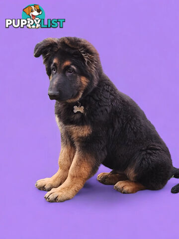 Long coat German shepherds male pups