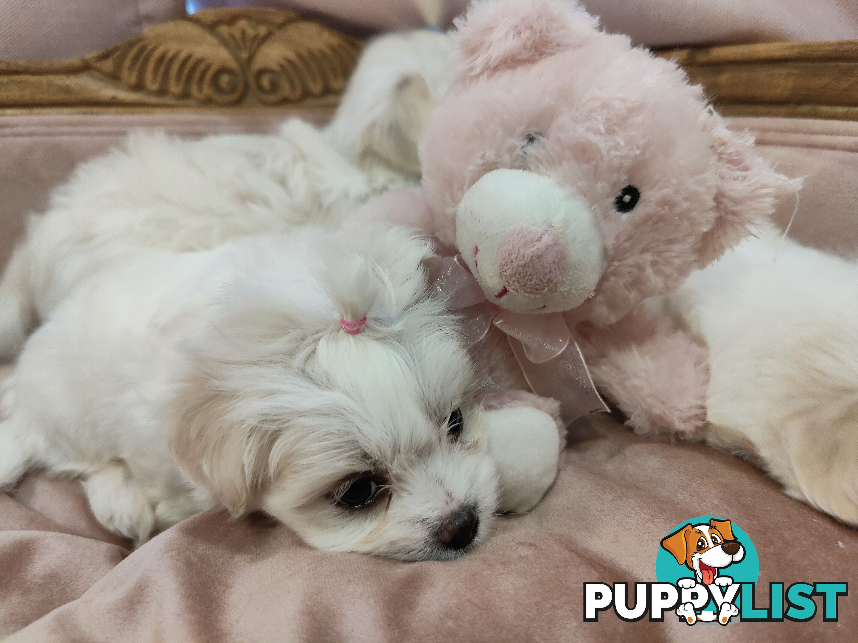 Gorgeous Maltese X Lhasa Apso Puppies