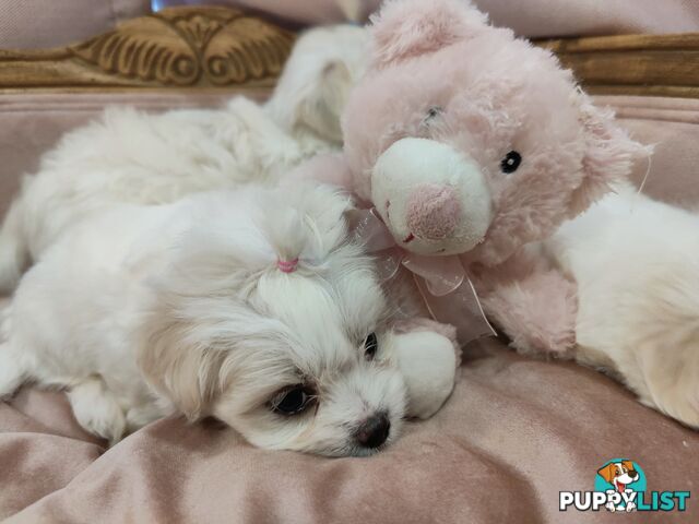 Gorgeous Maltese X Lhasa Apso Puppies