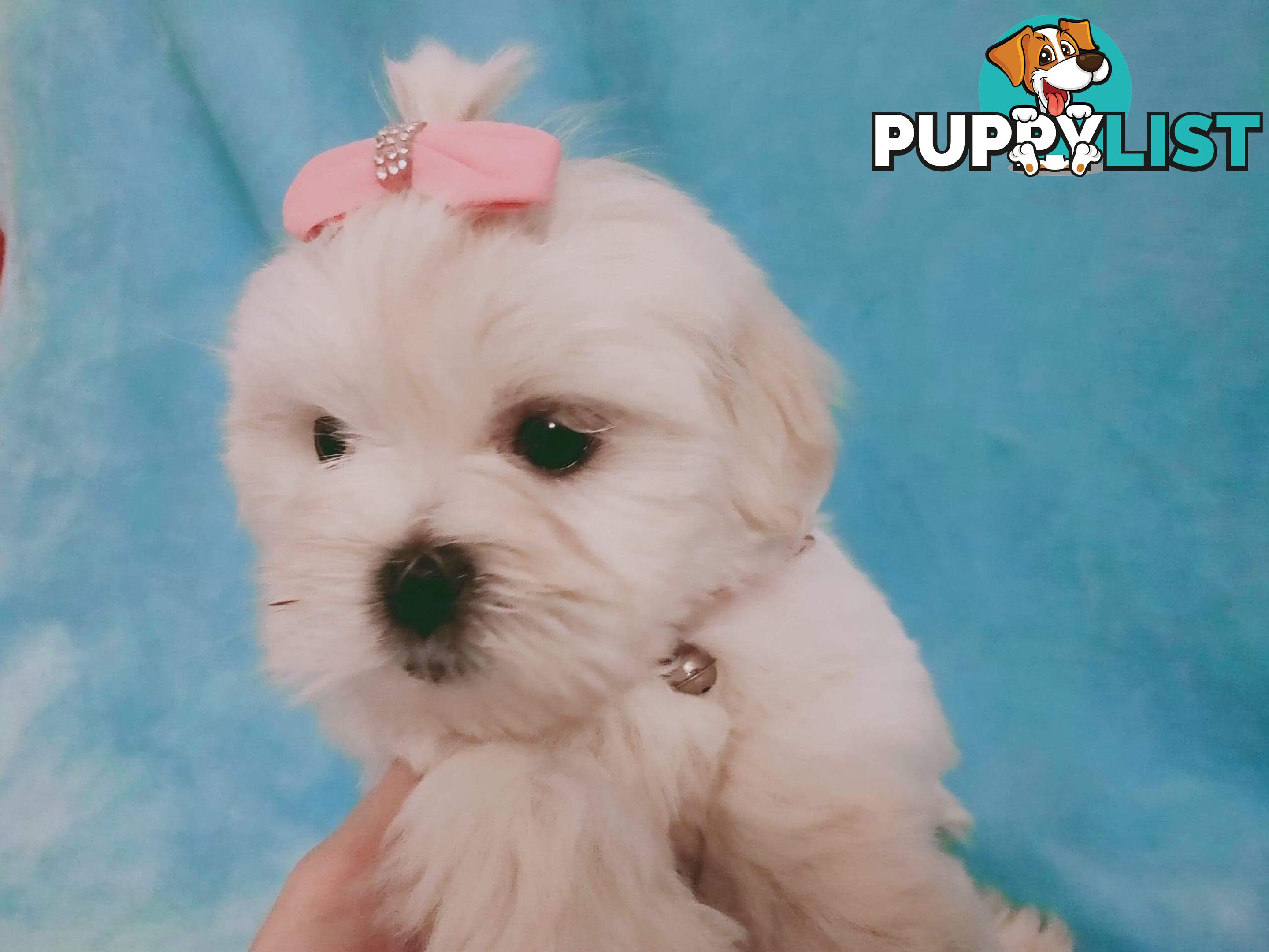 Gorgeous Maltese X Lhasa Apso Puppies