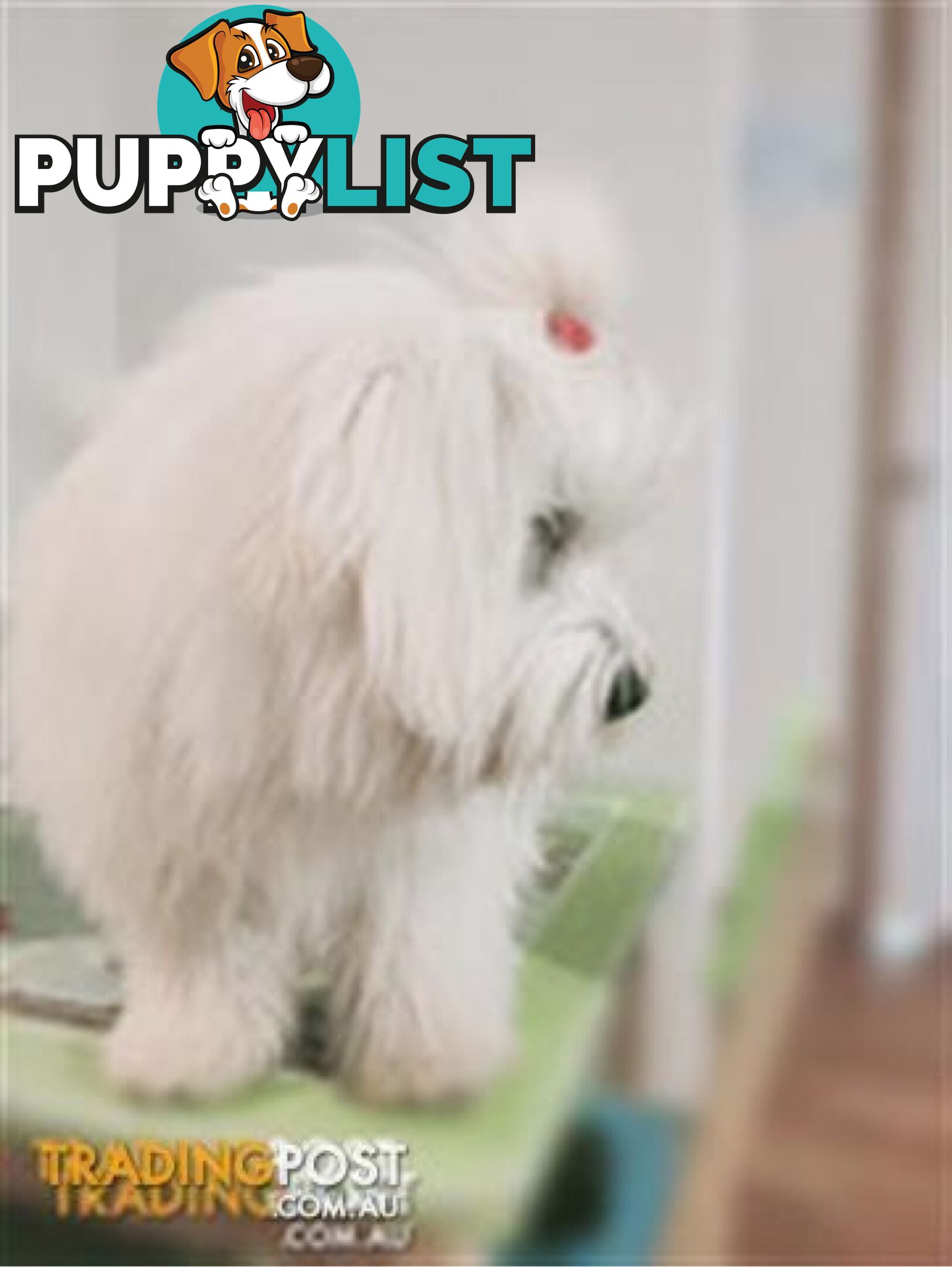 Gorgeous Maltese X Lhasa Apso Puppies